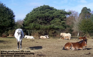 http://www.newforest-life.com/images/100_1357-jpg-1.jpg