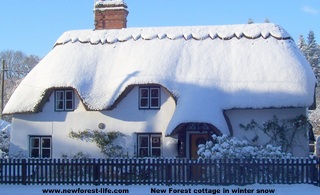 New Forest Thatched cottage