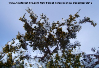 New Forest snow covered gorse