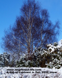 New Forest snows with clear blue sky