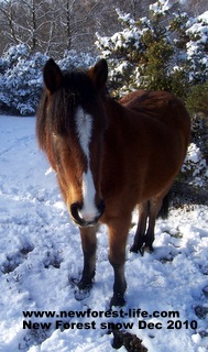 New Forest Pony - our friend Pepsi