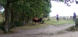 New Forest ponies The Drif