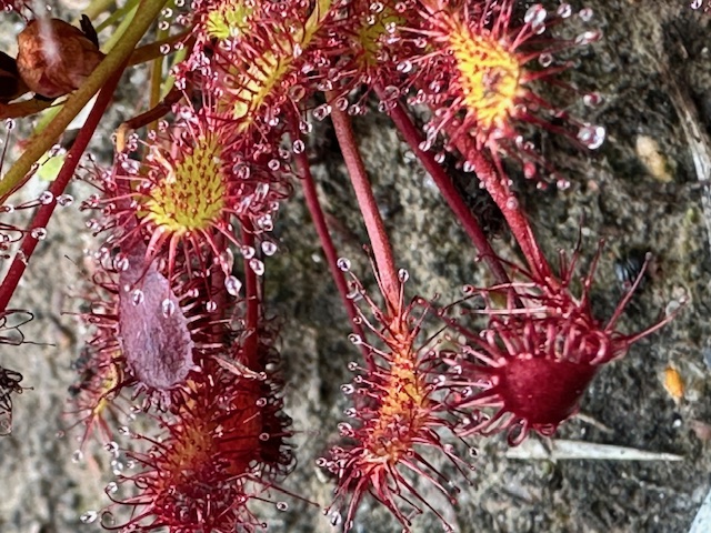 Sundew