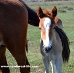 Foal with mare tail