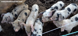 New Forest pigs at Tinkers Farm