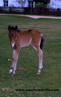 New Forest foal