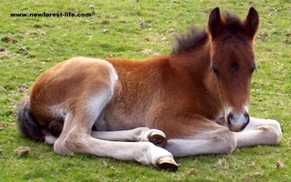 New Forest foa