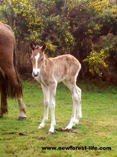 New Forest foal