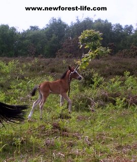 New Forest foa