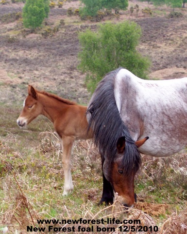 New Forest Foal with its mum (Roani)