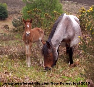 New Forest Roanie & Foal again