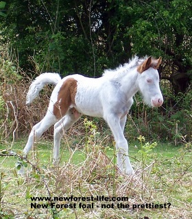 New Forest white foal at Roundhills