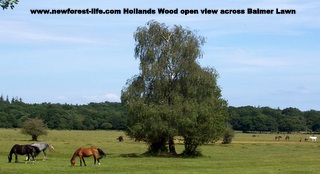 New Forest Hollands Wood Campsite-you can join the bus from here