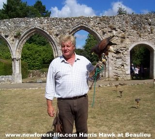 New Forest Beaulieu Harris Hawk Display