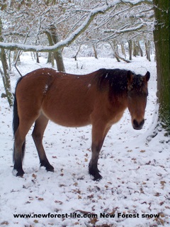 New Forest snow Pony 2010