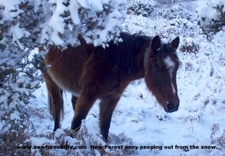 New Forest Pony in the gorse