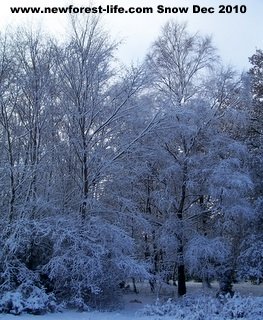 New Forest snow covered trees